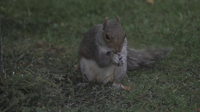 Squirrel rummaging for food near a bird feeder
