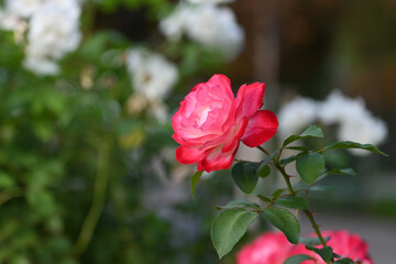 delicate rose