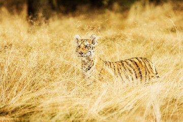 Little sitting tiger in golden grass (Panthera tigris tigris) also called Amur tiger (Panthera tigris altaica) in the forest, Young female tiger in the grass.