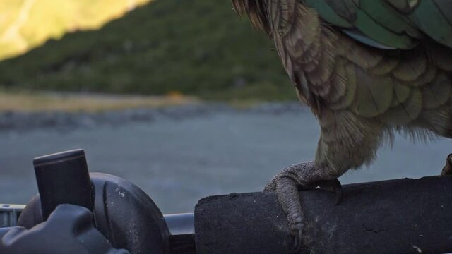 Close-up of a Kea New Zealand mountain parrot biting insulation of a car with its beak