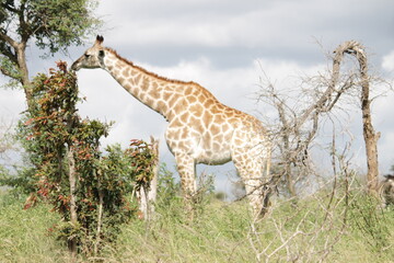 Photo Taken in Kruger National Park and Three Rondavels