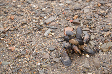 Seaside clams
