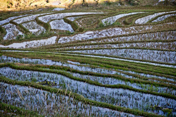 Empty flooded and terraced rice field near Sa Pa vietnam