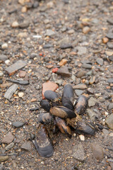 Seaside clams