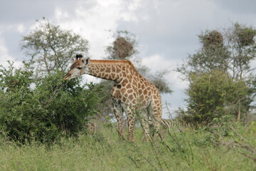 Photo Taken in Kruger National Park and Three Rondavels