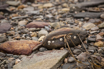 Seaside clam