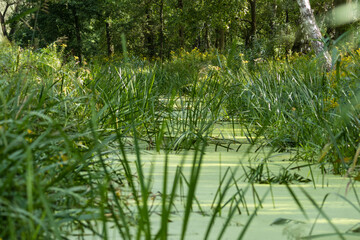 Dzika zarośnięta rzeka w pięknych zielonych barwach