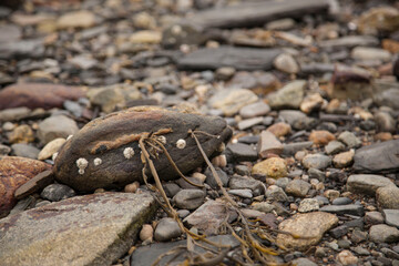 Seaside clam