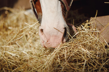 closeup portrait of horse nose and mouth eating hay from feeder in horse paddock in autumn in...