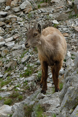 Young Alpine Ibex (Capra ibex) in French Alps (France)