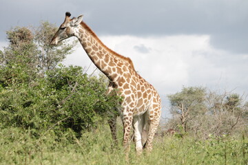Photo Taken in Kruger National Park and Three Rondavels