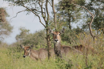 Photo Taken in Kruger National Park and Three Rondavels