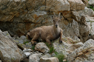 Female Alpine Ibex (Capra ibex) in French Alps (France)