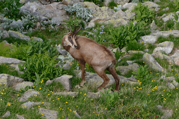 Chamois (Rupicapra rupicapra) in Mercantour National Park (Alps, France)