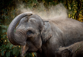 Elephant spraying dust to its body