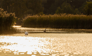 Fototapeta Zachodzące słońce nad stawem, a na nim pływają ptaki i spaceruje jeleń szlachetny, rezerwat przyrody obraz