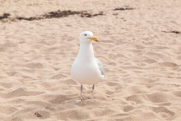Seagull in Bar Harbor, Maine