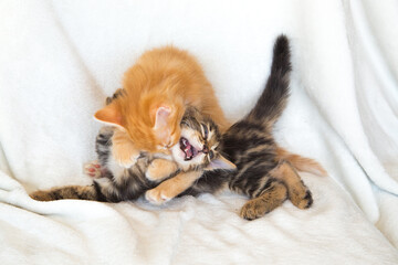 Chatons qui chahutent