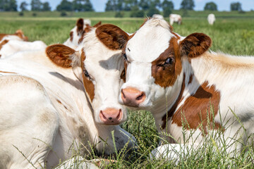 Cow playfully cuddling another young cow lying down in a pasture under a blue sky and a faraway straight horizon.
