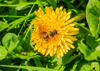 bee on the yellow dandelion flower on a green background of grass in the garden. High quality photo