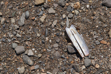 Razor clam on the beach