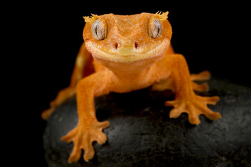 Crested gecko  (Correlophus ciliatus)
