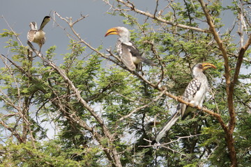 Photo Taken in Kruger National Park and Three Rondavels