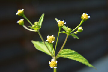 In the field it blooms galinsoga parviflora