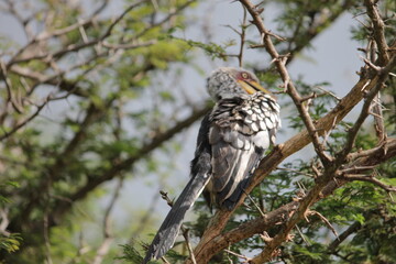Photo Taken in Kruger National Park and Three Rondavels