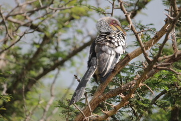 Photo Taken in Kruger National Park and Three Rondavels