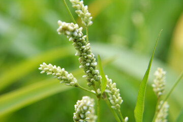 Weeds of Persicaria lapathifolia grow in the field