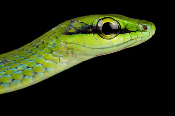 Emerald Snake (Hapsidophrys smaragdina)