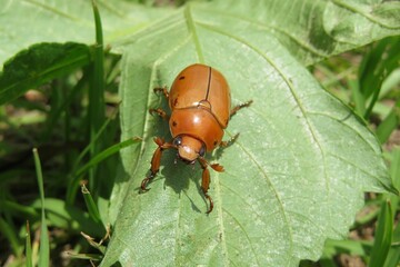 Tropical orange chafer beetle on leaf in Florida nature, closeup