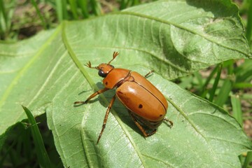 Tropical orange chafer beetle on leaf in Florida nature, closeup