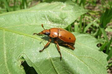 Tropical beetle on a leaf in Florida nature, closeup