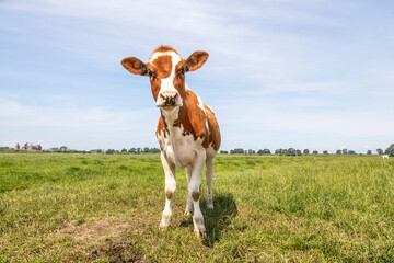 One cute calf, young cow looking curious or surprised in a pasture under a blue sky and a faraway ...