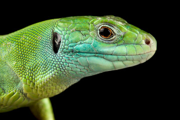 Balkan Green lizard (Lacerta trilineata dobrogica )