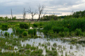 Swamp - Poland