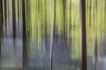 Abstract forest blurred trees,abstract motion of trees in the forest