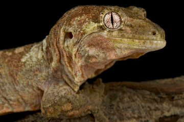 Northern mossy gecko (Mniarogekko jalu)