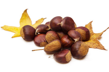 isolated chestnuts with autumn leaves