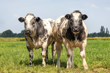 Muscular beef cows, Belgian Blue, walking in a field looking at the camera, two cute young heifer side by side in a green pasture