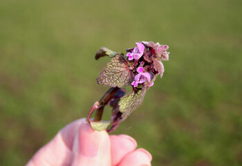 Background with Flowering purple herb ,Lamium purpureum, medicinal nettle. It is used for urinary and kidney problems, in mixtures against bronchitis or, among other things, as a sitting bath.