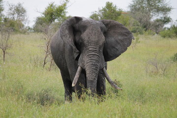 Fototapeta na wymiar Photo Taken in Kruger National Park and Three Rondavels