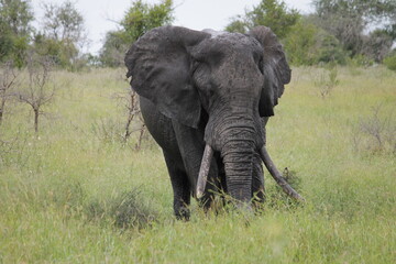 Fototapeta na wymiar Photo Taken in Kruger National Park and Three Rondavels