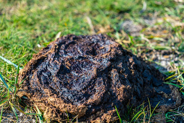 Pile of smelly cow droppings on a grass field, close up.