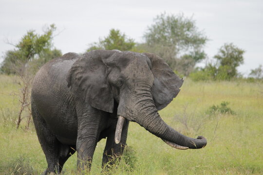 Photo Taken in Kruger National Park and Three Rondavels