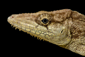 Escambray Bearded Anole (Xiphosurus guamuhaya)