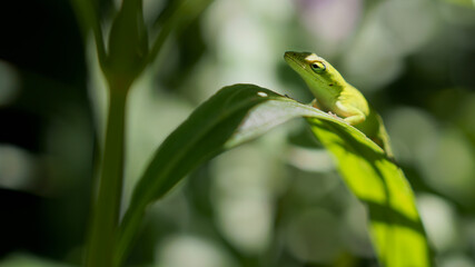 gecko leaf plant green
