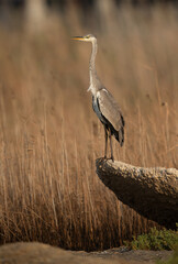 Grey Heron on the rock at Asker marsh, Bahrain